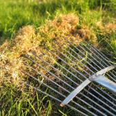 How to dethatch a lawn