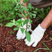 How to plant a tree or shrub