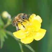 Common honeybee on a lawn flower