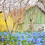Barn with blue and yellow spring flowers