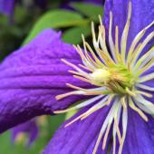 Fragrant clematis