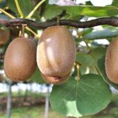 Fruits of the kiwi tree hanging from a treillis.