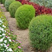 Hedge protecting plants from diseases