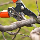 Schedule for shrub and tree pruning