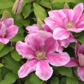 Clematis, a flower vine that grows beautiful blooms
