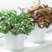 Fittonia, a great indoor plant