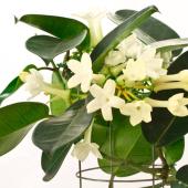 stephanotis