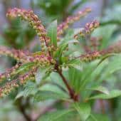 Andromeda is a type of shrub. As a plant, it is magnificent in all seasons