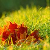 Fall leaves with grass lawn that needs taking care of