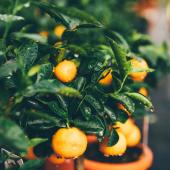 Pruning a container orange tree