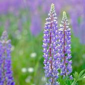 Lupine is clearly among the most blue flowers possible