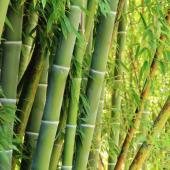 bamboo