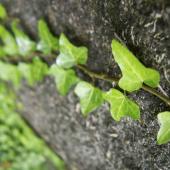 Ivy latching on to bare rock