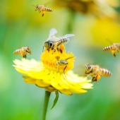 improve pollination