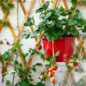 Small fruit trees terrace balcony