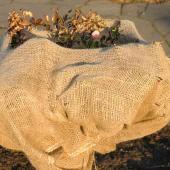 Winterizing plants, here with burlap, greenhouses, and other shelters