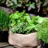 Best herbs for garden