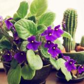 African violet