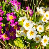 Primrose - Primula