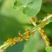 Nasturtium against aphids