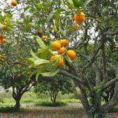 Best climates for famous orchard trees