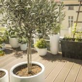 olive tree in pot