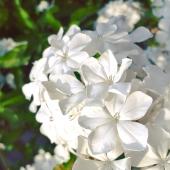 Plumbago escapade