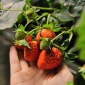 Strawberry plant