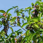 Prunus lusitanica - Portugal laurel
