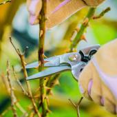 Rose pruning