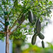 Finger lime