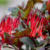 Fuchsia fulgens