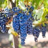 Grape vine, vitis vinifera