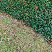 Ground cover plants