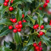 Holly ilex