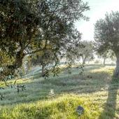 olive tree cold