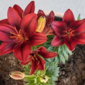Bulbs for growing in pots in summer