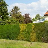 Types of hedge, flower mixed, evergreen