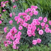 Garden pink - Dianthus plumarius
