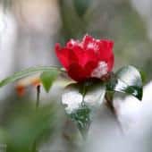 Camellia winter