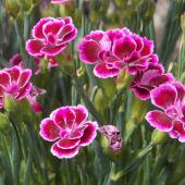 clove pink carnation