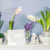 ideas for bulb flower pots