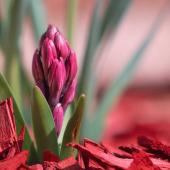 Indoor hyacinth planted outdoors