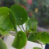 Pilea