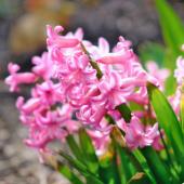 Hyacinth