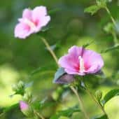 Rose of sharon hibiscus