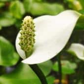 Calla palustris