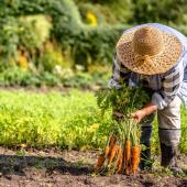 Garden work in fall