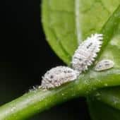 Scale insects